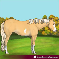 Horse Color:Palomino