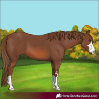 Horse Color:Chestnut 