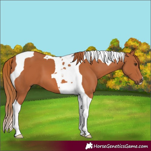 Horse Color:Chestnut Tobiano 