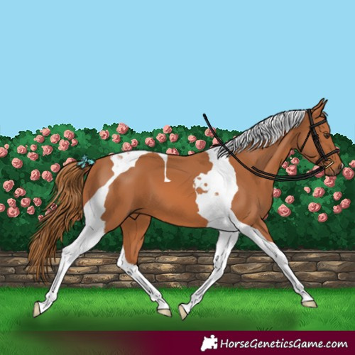 Horse Color:Chestnut Tobiano 