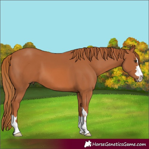 Horse Color:Chestnut 