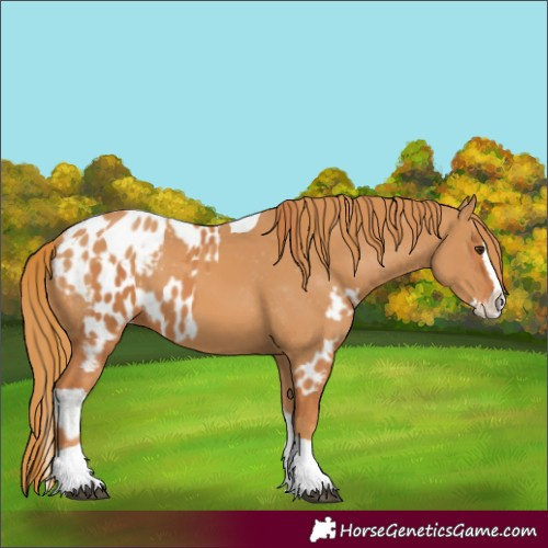 Horse Color:Chestnut Splash Tobiano Appaloosa  and Chestnut Splash Tobiano Appaloosa 