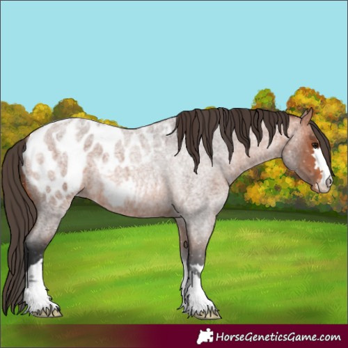 Horse Color:Unknown 