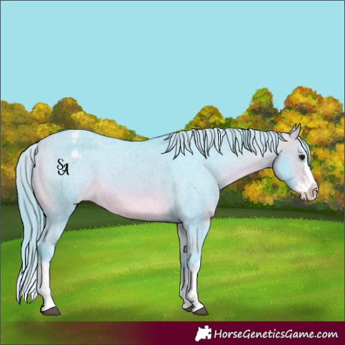 Horse Color:Watercolor White Spotted Bay Mushroom Splash Appaloosa 