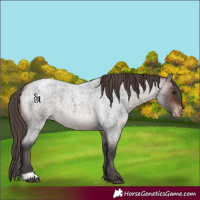 Horse Color:Brown Roan Mushroom Appaloosa