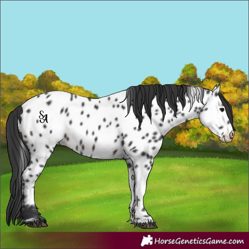 Horse Color:Brown Mushroom Appaloosa 