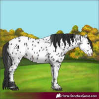 Horse Color:Brown Mushroom Appaloosa