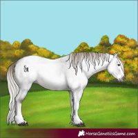 Horse Color:Gray Liver Red Roan Mushroom Splash Tobiano Appaloosa 