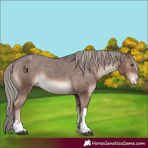 Horse Color:White Spotted Liver Chestnut Mushroom Appaloosa 