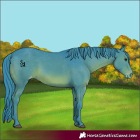 Horse Color:Watercolor Black Mushroom Appaloosa Rabicano 