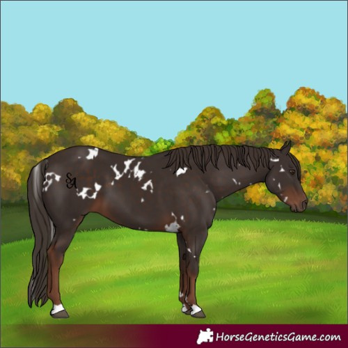 Horse Color:White Spotted Liver Chestnut 
