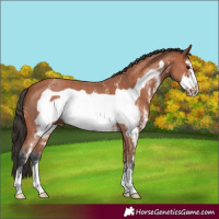 Horse Color:Bay Sabino Frame 
