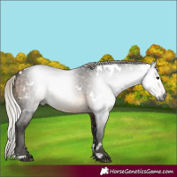 Horse Color:Gray White Spotted Silver Buckskin Rabicano 