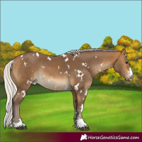 Horse Color:White Spotted Silver Buckskin Rabicano