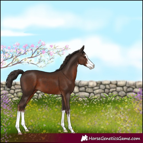 Horse Color:White Spotted Liver Chestnut 
