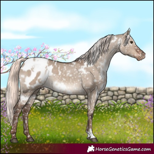 Horse Color:White Spotted Liver Red Dun Mushroom Appaloosa 