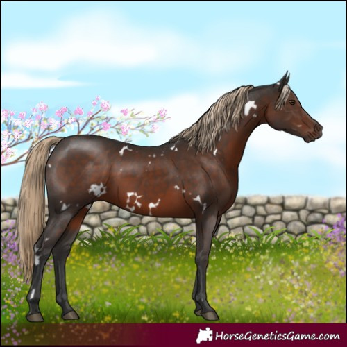 Horse Color:White Spotted Liver Chestnut 