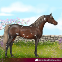 Horse Color:White Spotted Liver Chestnut 
