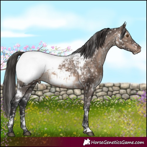 Horse Color:White Spotted Brown Dun Mushroom Appaloosa 