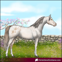 Horse Color:White Spotted Liver Red Dun Pearl Tobiano Varnish 