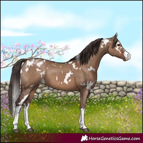 Horse Color:White Spotted Liver Red Dun Varnish 