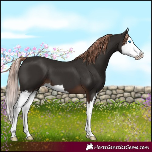Horse Color:White Spotted Liver Chestnut Splash 