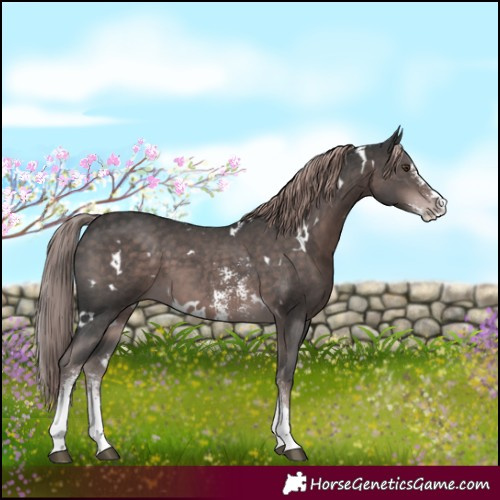 Horse Color:Platinum White Spotted Liver Chestnut Sabino 