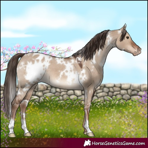 Horse Color:White Spotted Liver Red Dun Varnish