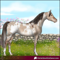 Horse Color:White Spotted Liver Red Dun Varnish 