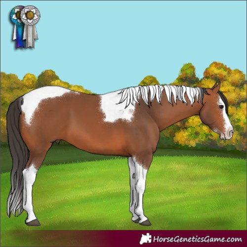 Horse Color:Bay Splash Tobiano 