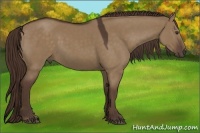 Horse Color:Liver Red Dun 
