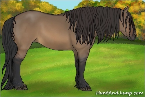 Horse Color:Brown Dun
