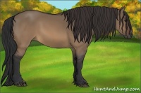 Horse Color:Brown Dun 