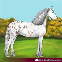 Horse Color:Silver Buckskin Sabino Appaloosa 