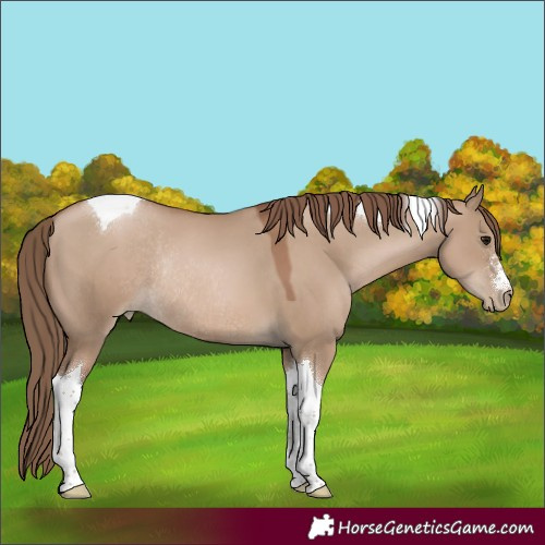 Horse Color:Grullo Pearl Tobiano Rabicano 