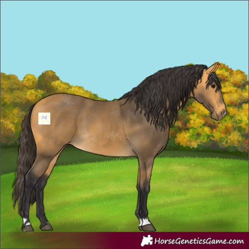 Horse Color:Buckskin 
