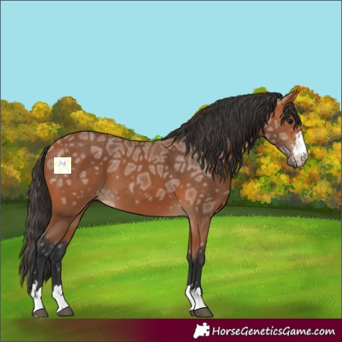 Horse Color:Bay Ice 