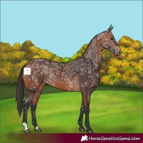 Horse Color:Bay Ice 