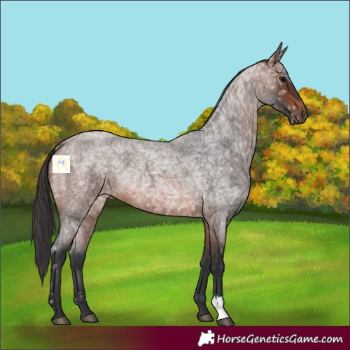 Horse Color:Brown Ice Roan 