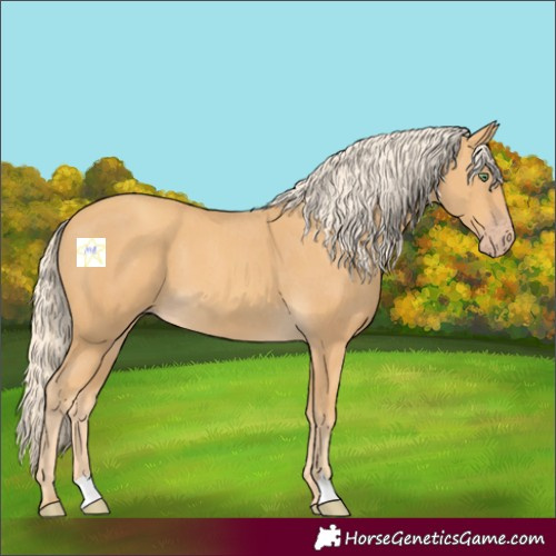 Horse Color:Gold Cream Champagne 
