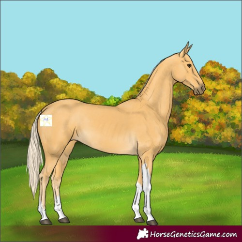 Horse Color:Palomino Tobiano 