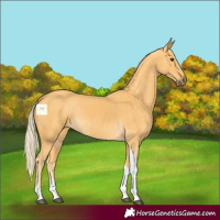 Horse Color:Palomino Tobiano
