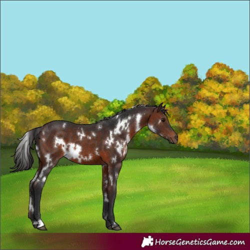 Horse Color:White Spotted Brown