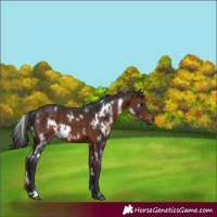 Horse Color:White Spotted Brown 