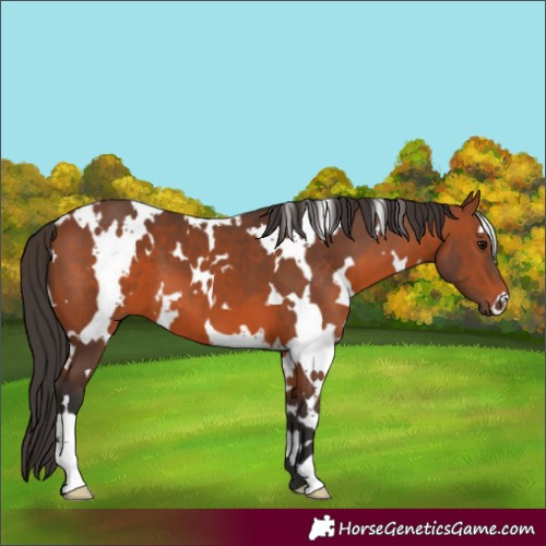 Horse Color:White Spotted Bay 