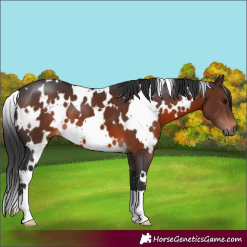 Horse Color:White Spotted Brown
