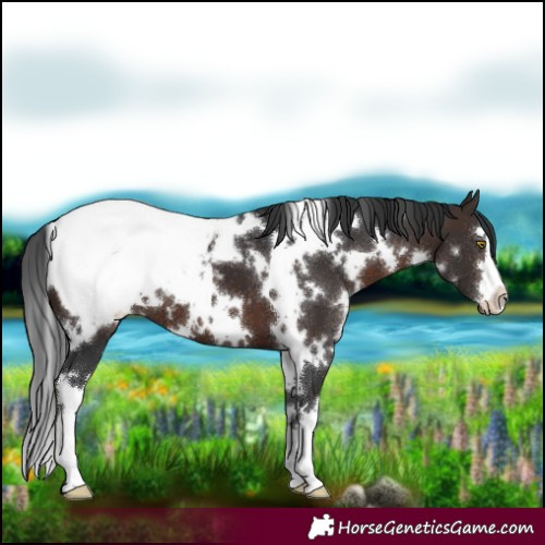 Horse Color:White Spotted Brown Appaloosa 