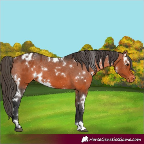 Horse Color:White Spotted Bay Appaloosa