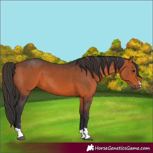 Horse Color:Brown 