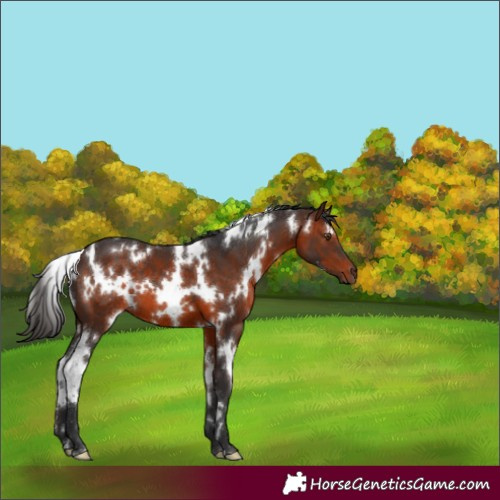Horse Color:White Spotted Brown 